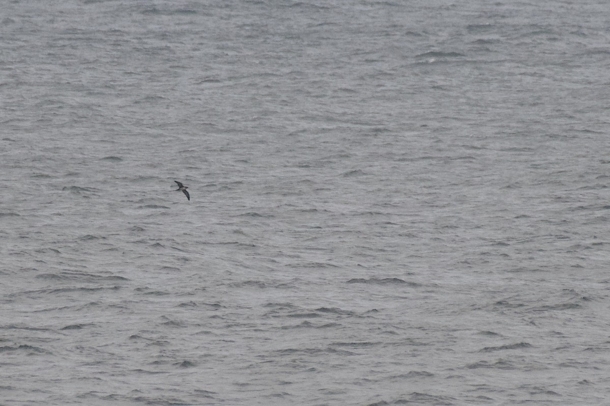 Pink-footed Shearwater - ML422885251
