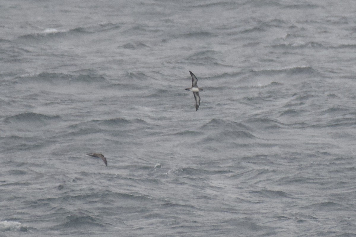 Pink-footed Shearwater - ML422890391