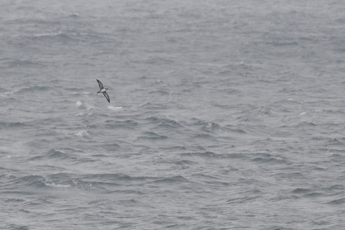 Pink-footed Shearwater - ML422890401