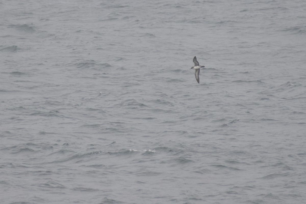 Pink-footed Shearwater - ML422891461