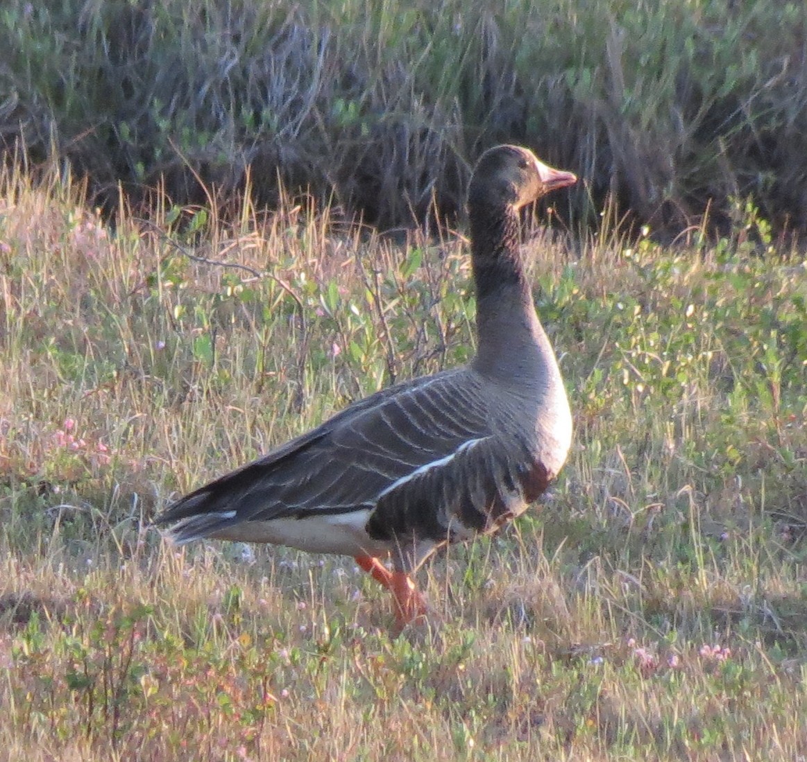 Greater White-fronted Goose - ML42289211