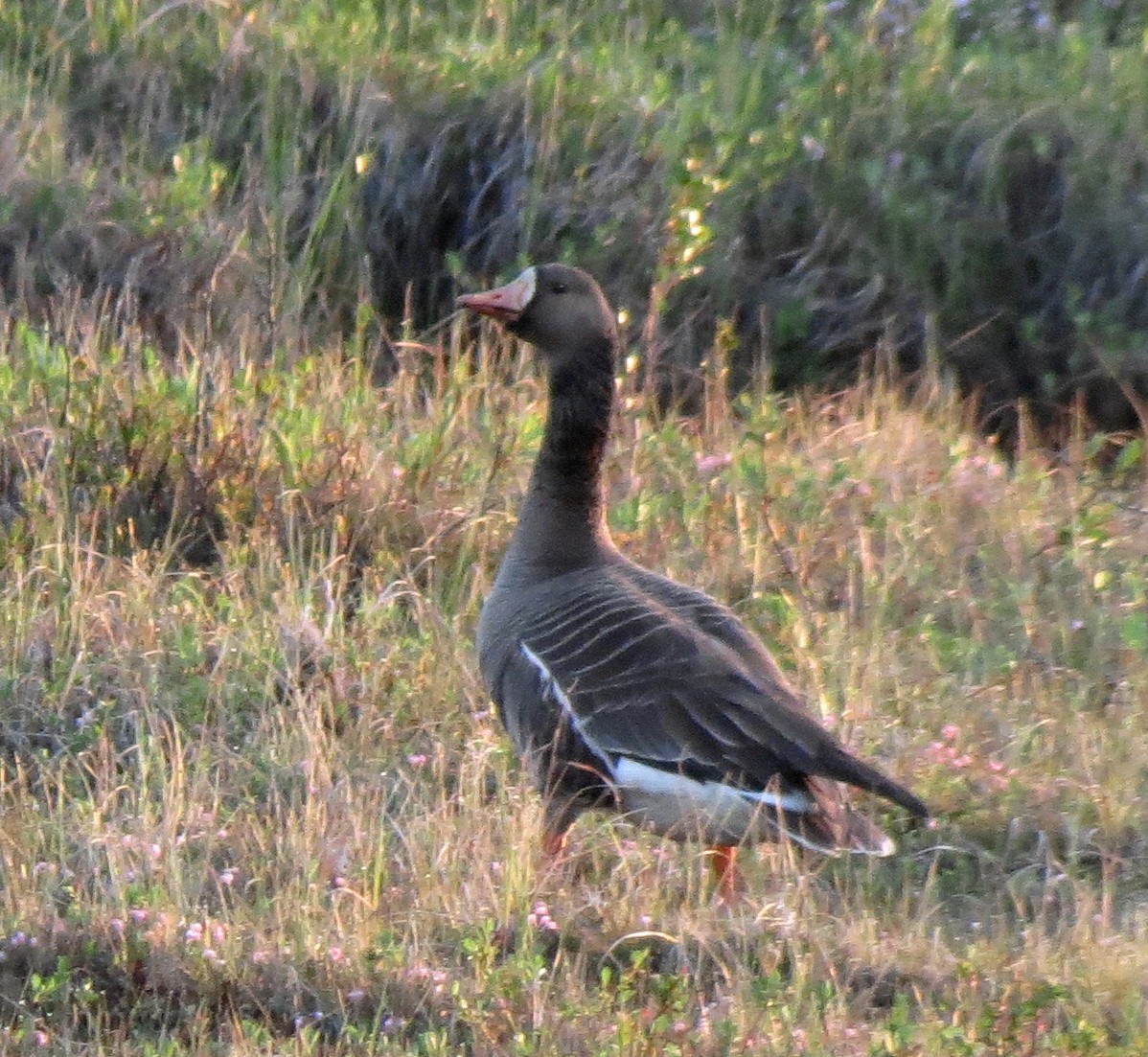 Greater White-fronted Goose - ML42289221