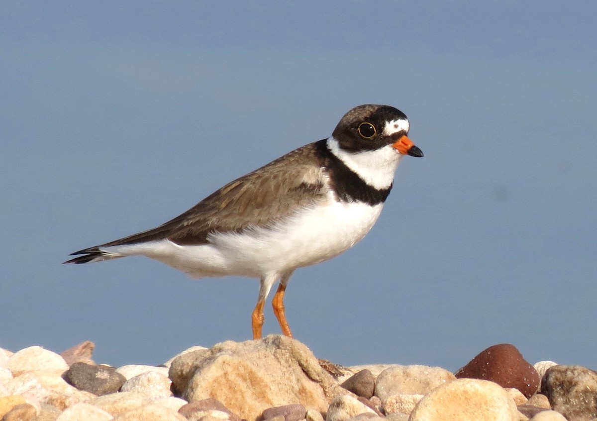Semipalmated Plover - ML42289281
