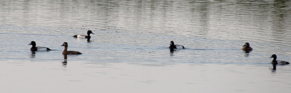 Greater Scaup - ML42290361