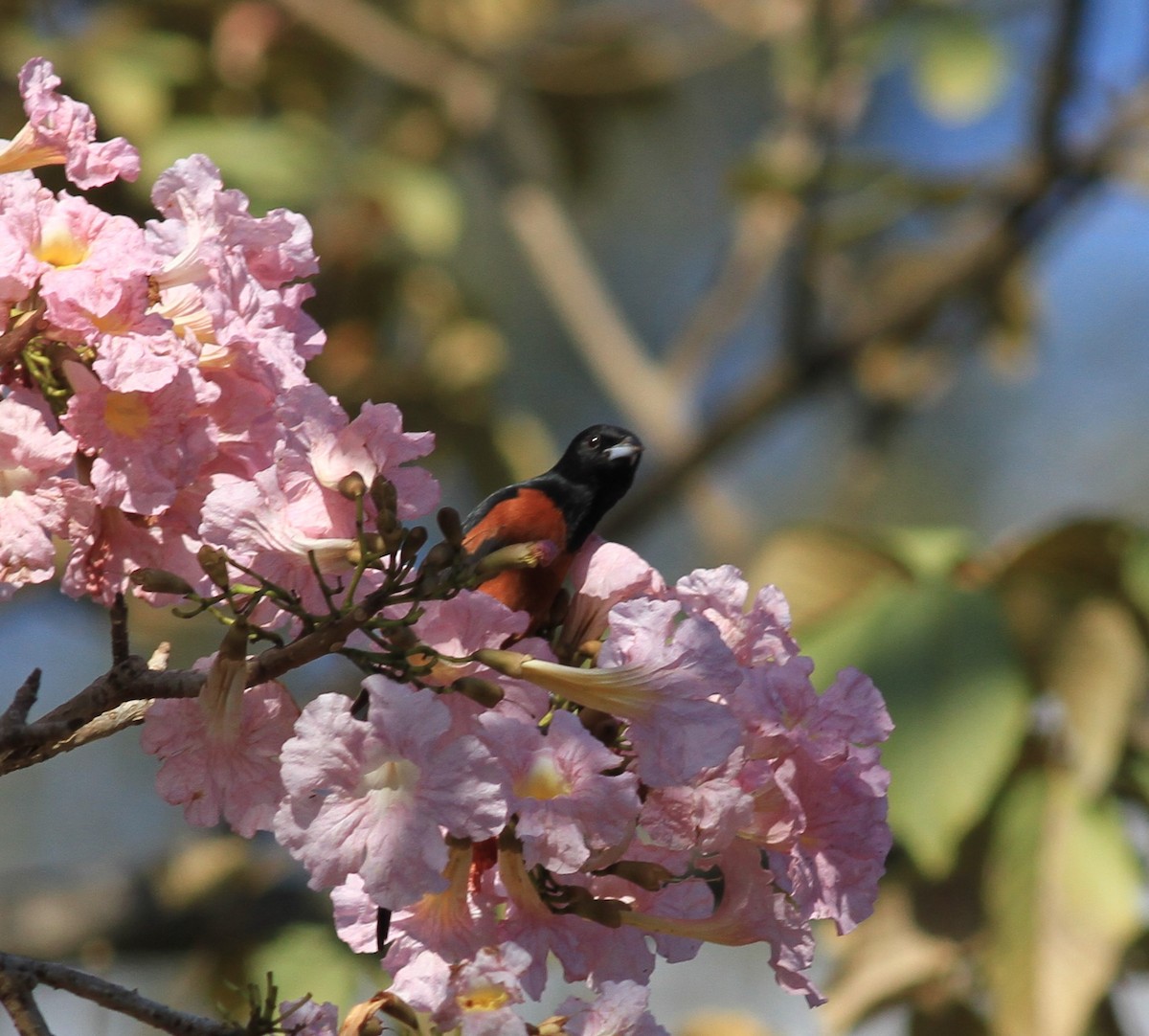 Orchard Oriole - ML422904821