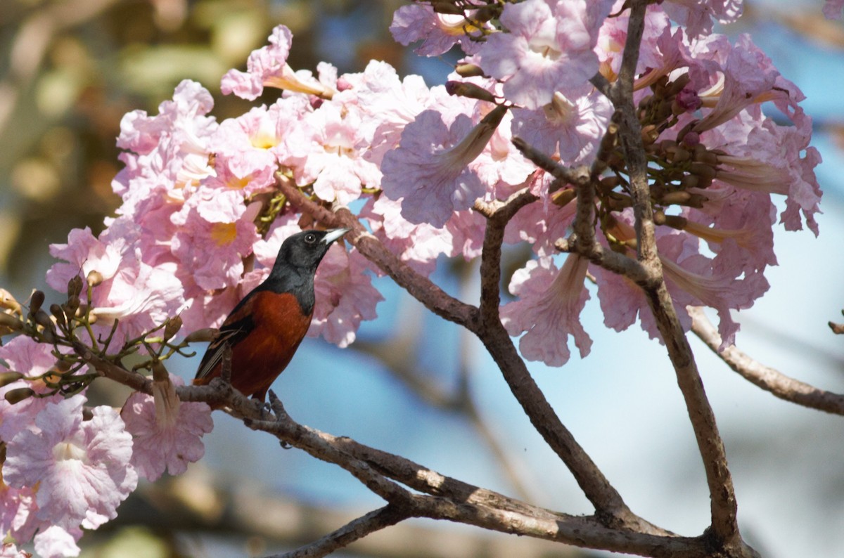 Orchard Oriole - ML422904831