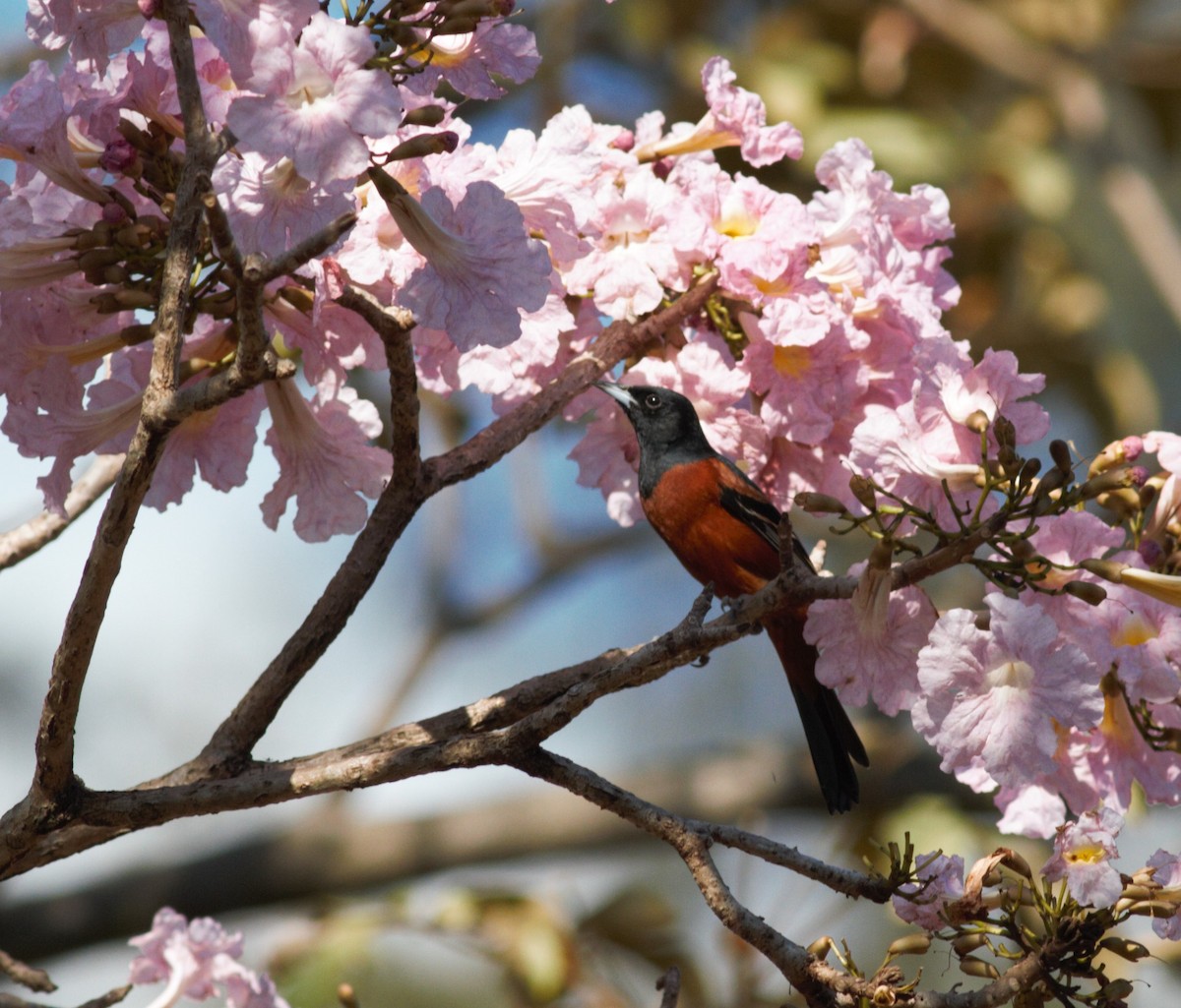 Orchard Oriole - ML422904841