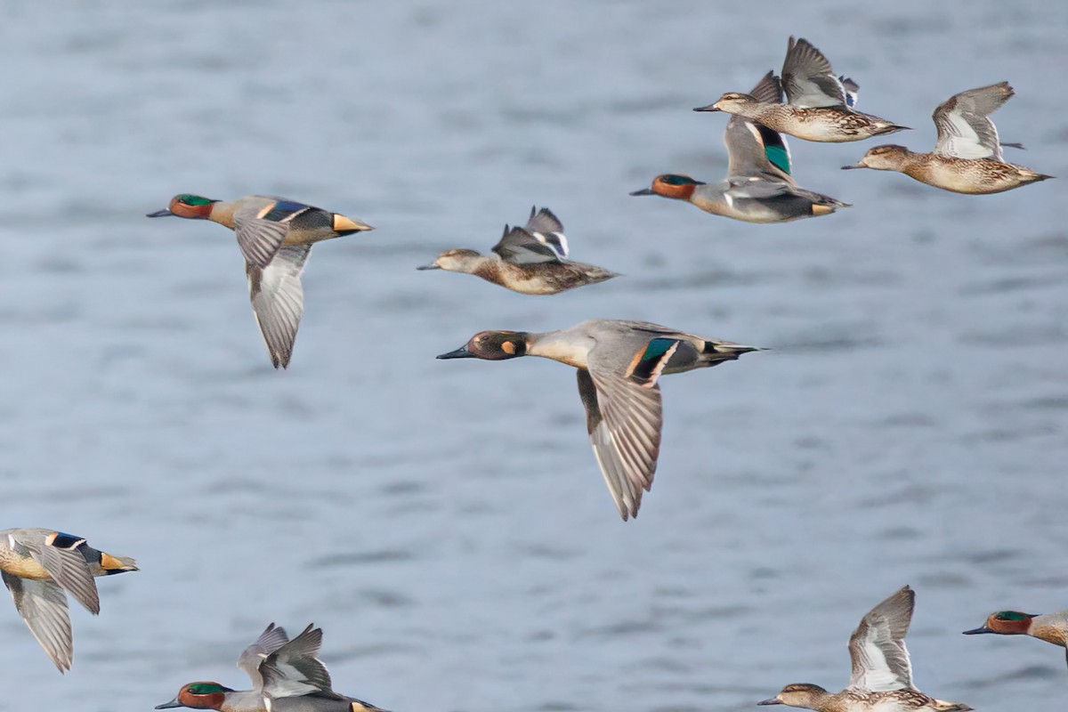 Northern Pintail x Green-winged Teal (hybrid) - Frank Lin