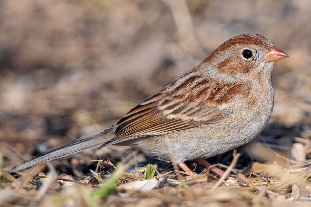 Field Sparrow - Ryan Shean