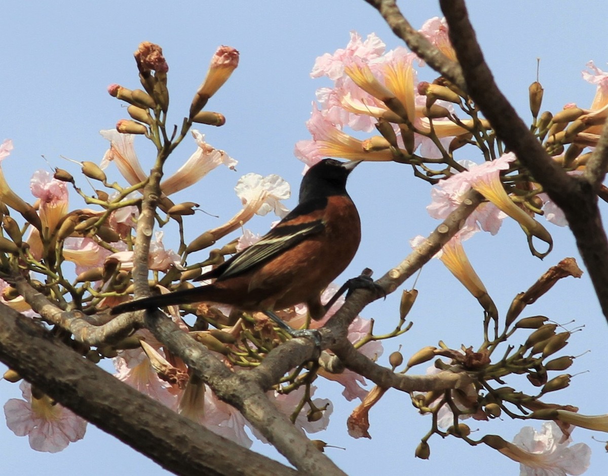 Orchard Oriole - ML422910951