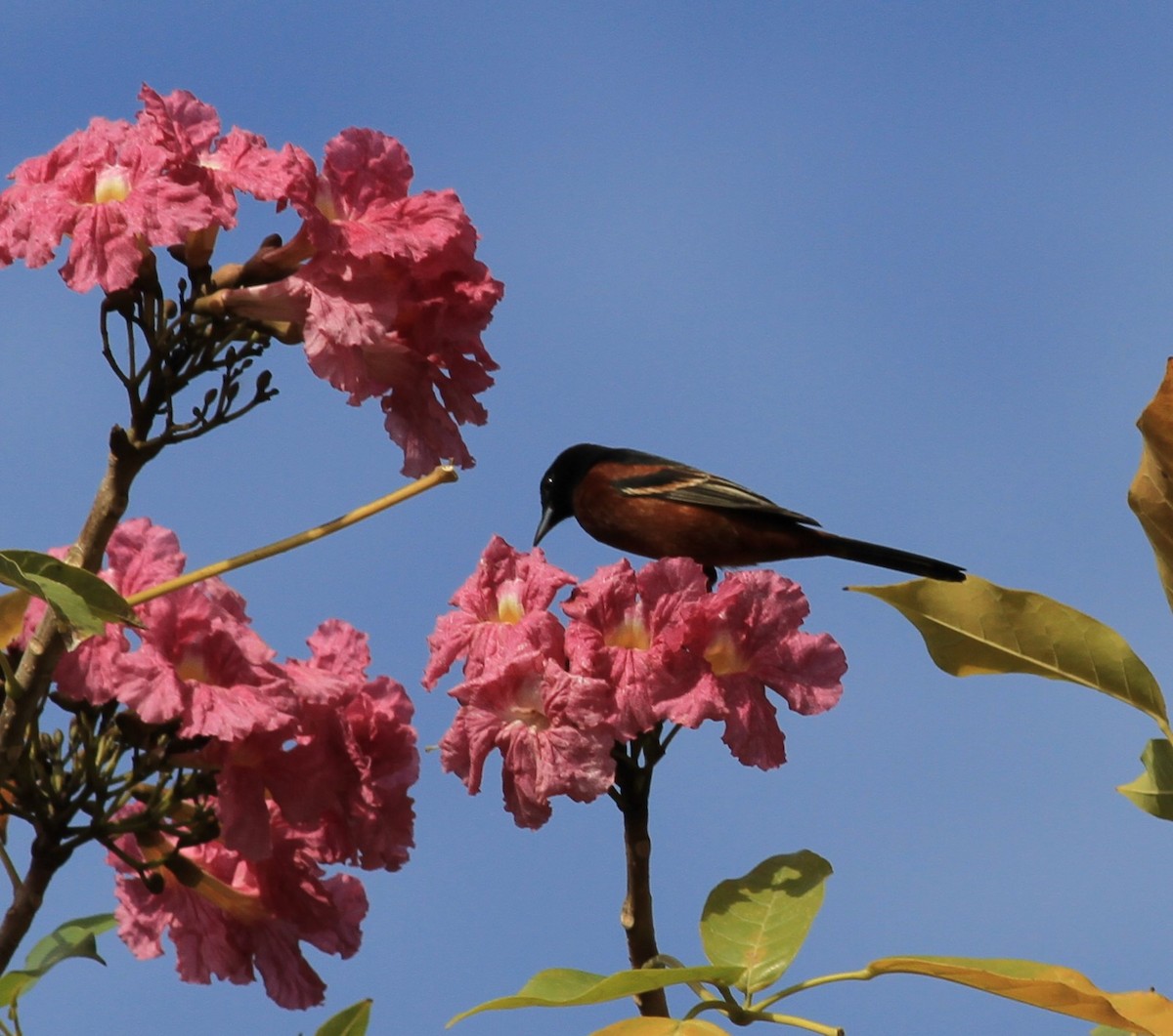 Orchard Oriole - ML422910961