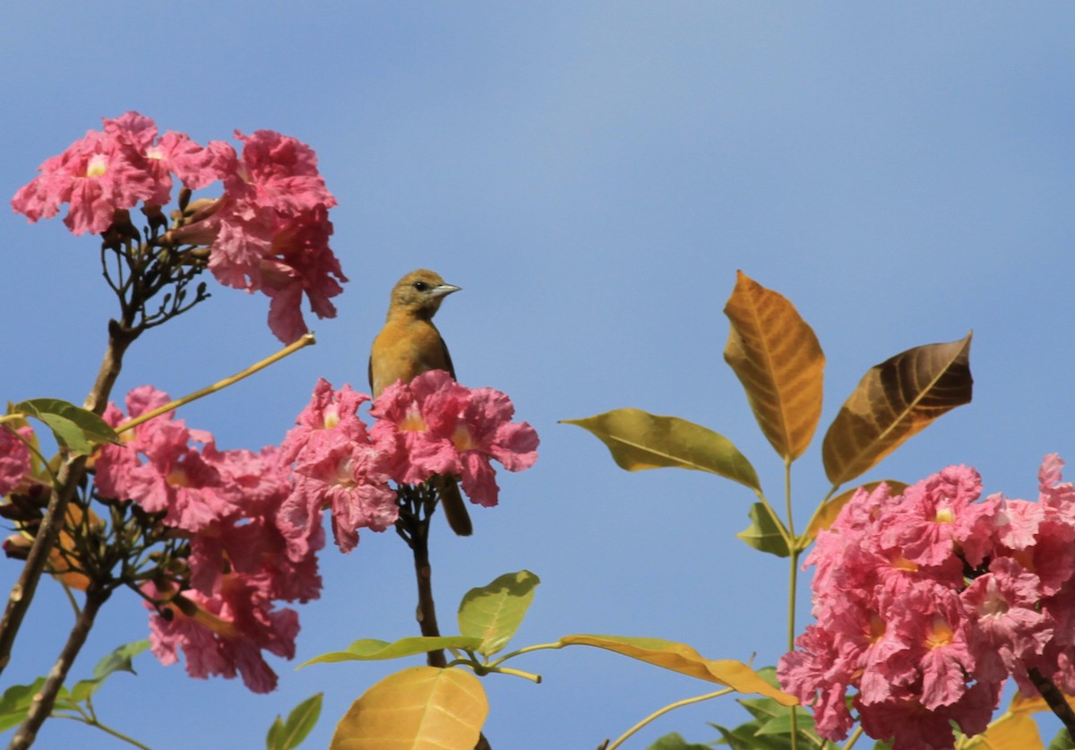 Orchard Oriole - ML422910971