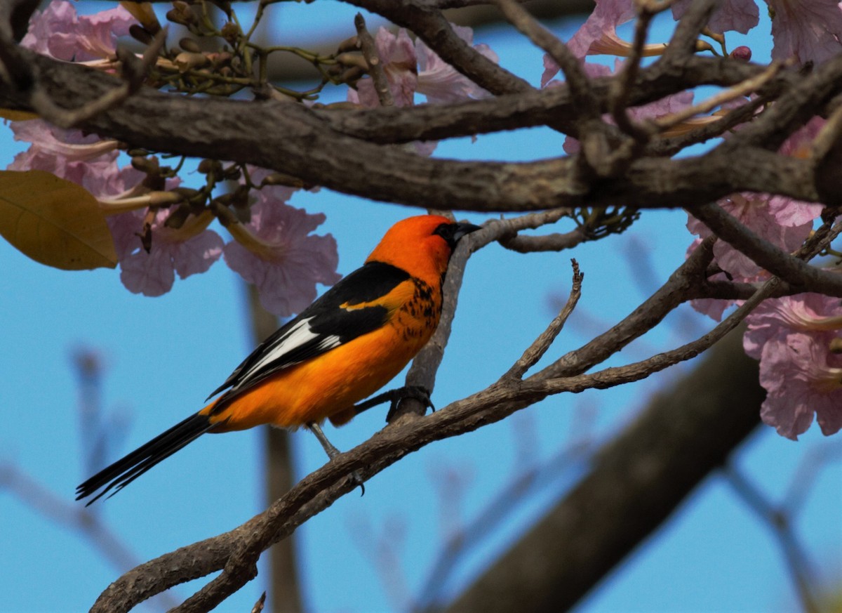 Spot-breasted Oriole - ML422911101