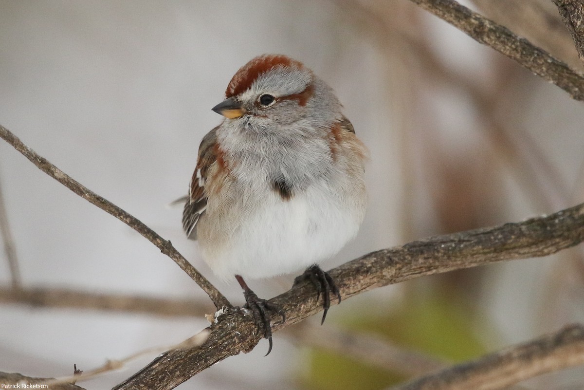 American Tree Sparrow - ML42291561