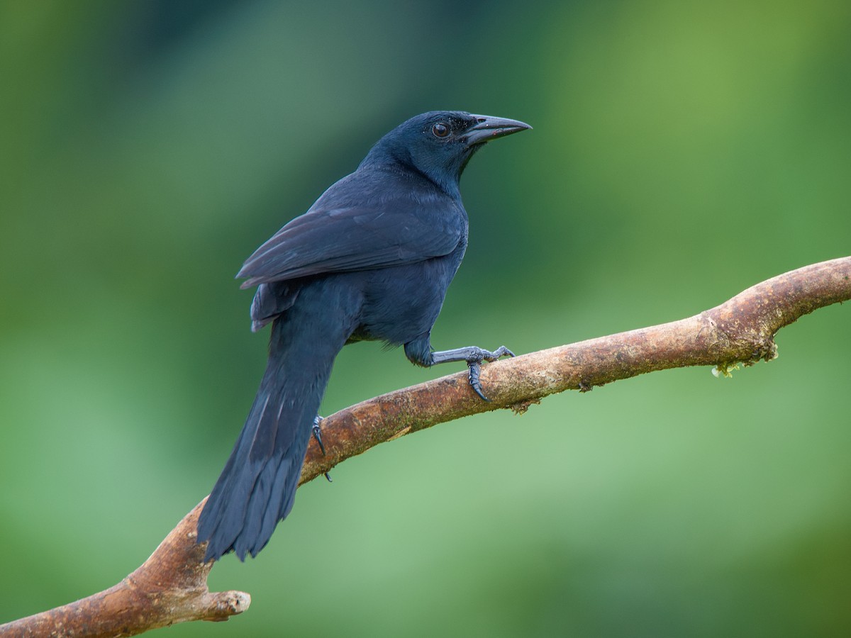 Melodious Blackbird - Dives dives - Birds of the World