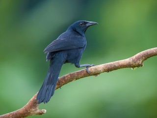  - Melodious Blackbird