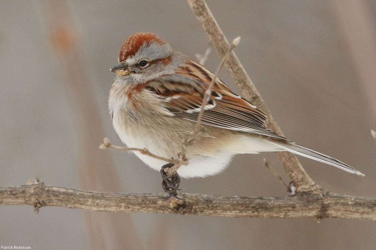 American Tree Sparrow - ML42291631