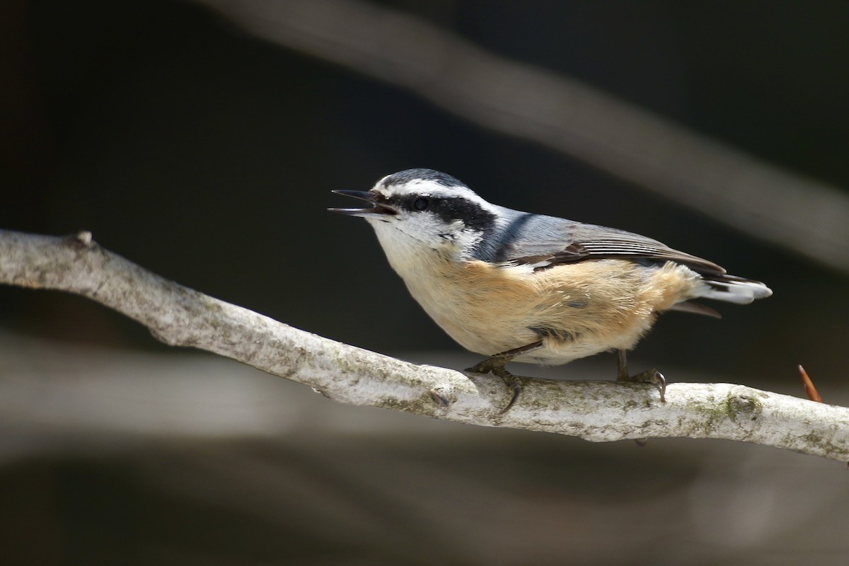 Red-breasted Nuthatch - ML422917091