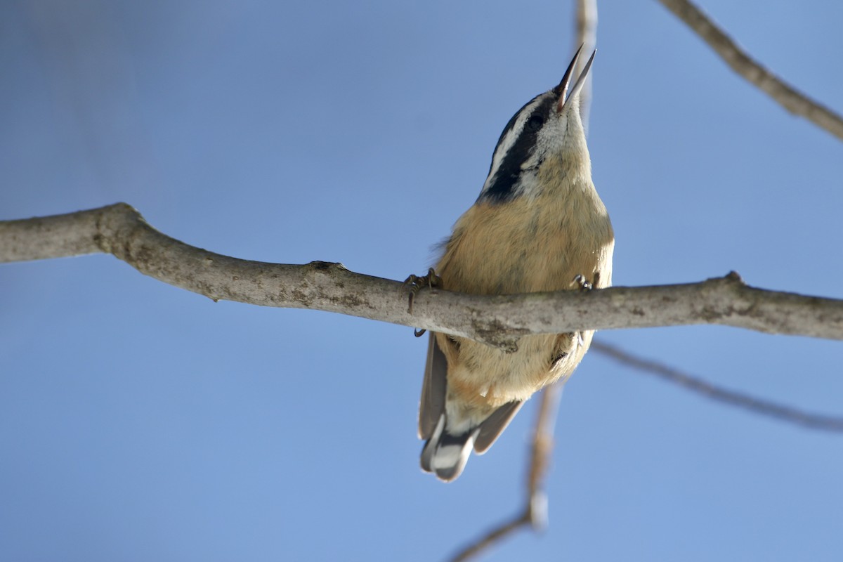 Red-breasted Nuthatch - ML422917121