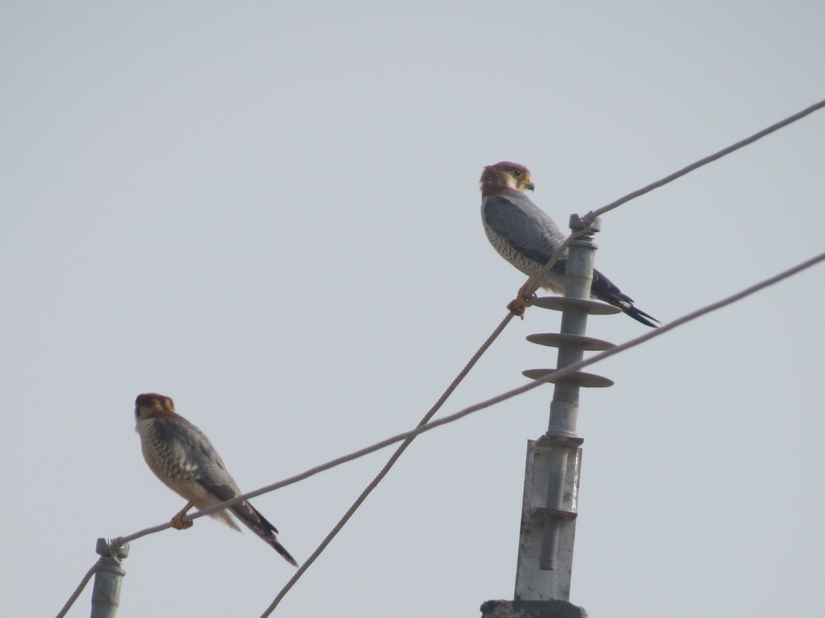 Red-necked Falcon - Rajat  Chhikara