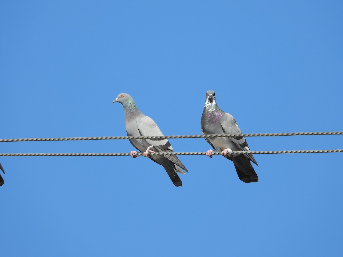 Rock Pigeon (Feral Pigeon) - ML422931151