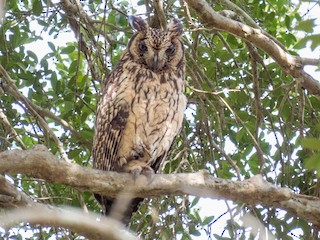 Tree formations resembling wise owls