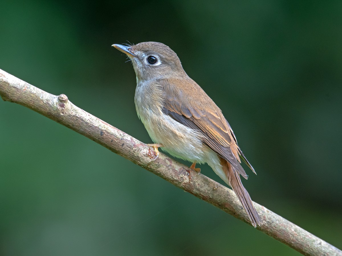 Brown-breasted Flycatcher - Muscicapa muttui - Birds of the World