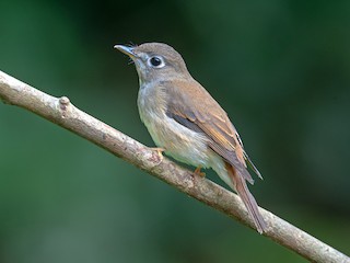  - Brown-breasted Flycatcher