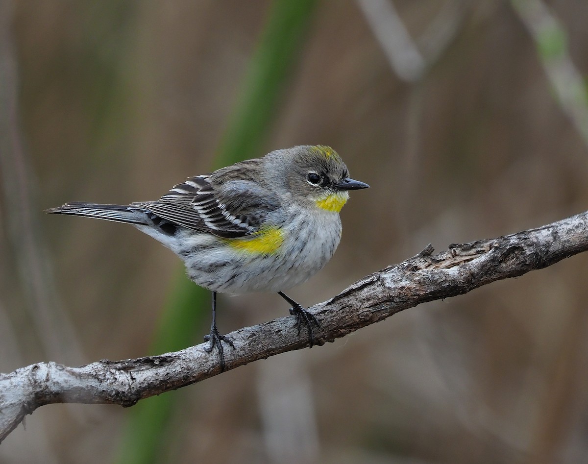Yellow-rumped Warbler (Audubon's) - Aidan Brubaker