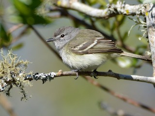 Plain Tyrannulet - Inezia inornata - Birds of the World