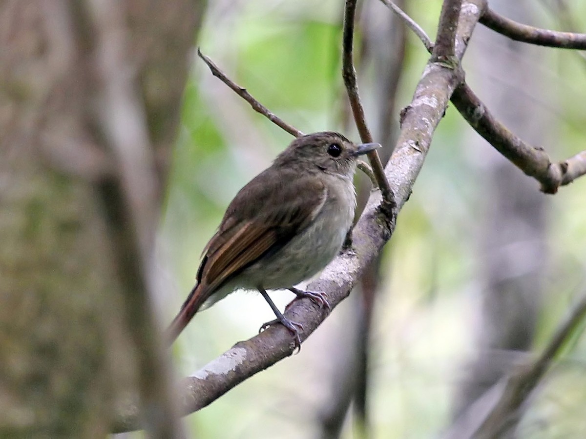 Banggai Jungle Flycatcher - Cyornis pelingensis - Birds of the World