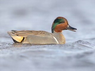  - Green-winged Teal