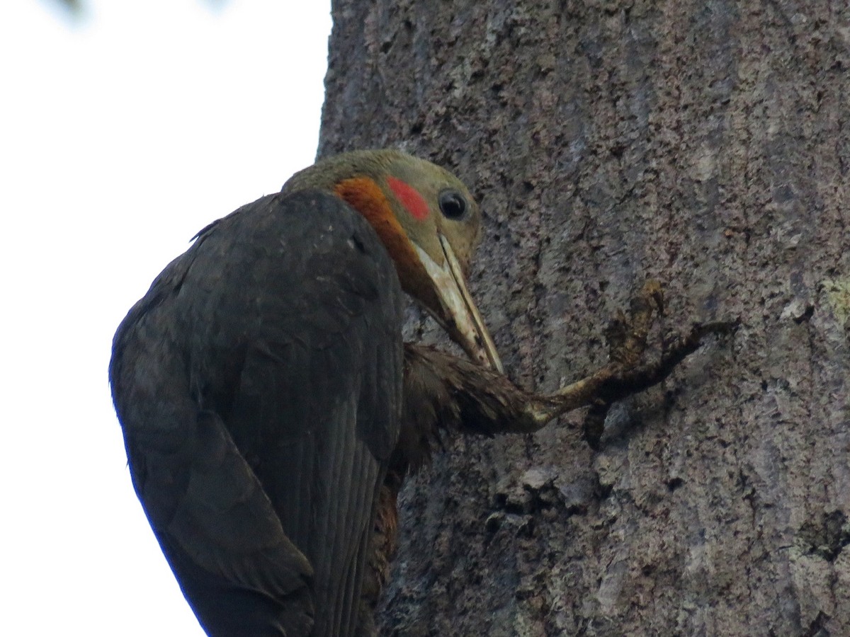 Great Slaty Woodpecker - GARY DOUGLAS