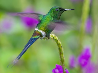  - Green Thorntail