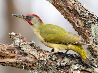  - Iberian Green Woodpecker