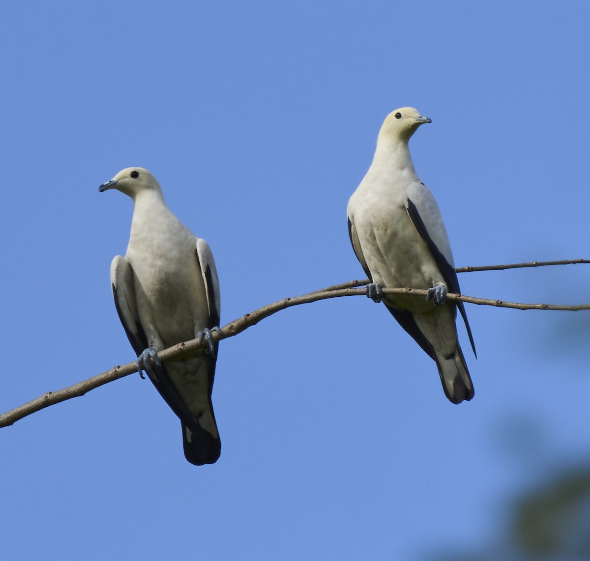 Pied Imperial-Pigeon - ML422940391