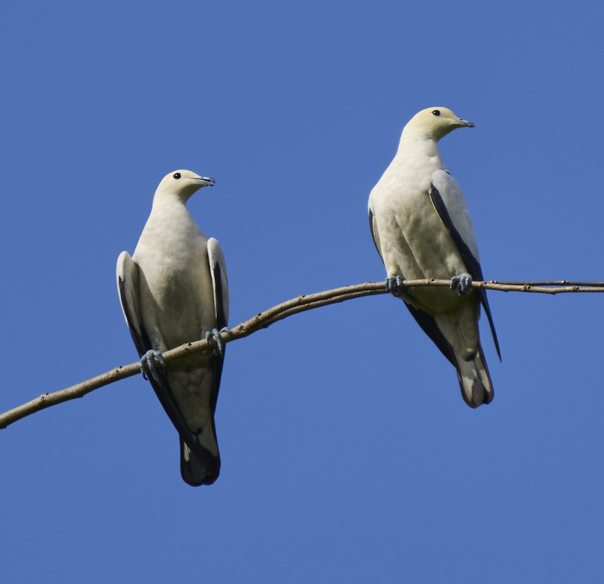 Pied Imperial-Pigeon - ML422940421