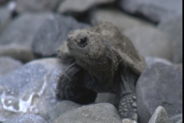 Snapping Turtle - ML422941