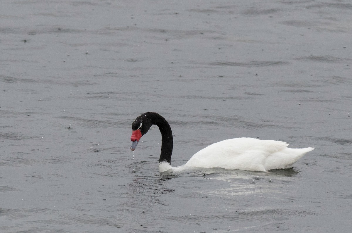 Black-necked Swan - ML42294561