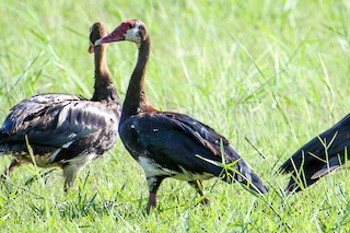 Spur-winged Goose, ML422952551