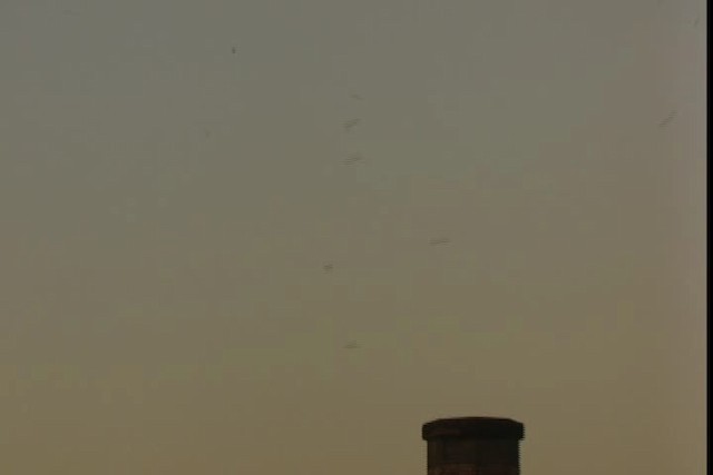 rorýs srpokřídlý (ssp. vauxi) - ML422960