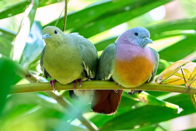 Pink-necked Green-Pigeon - Treron vernans - Birds of the World