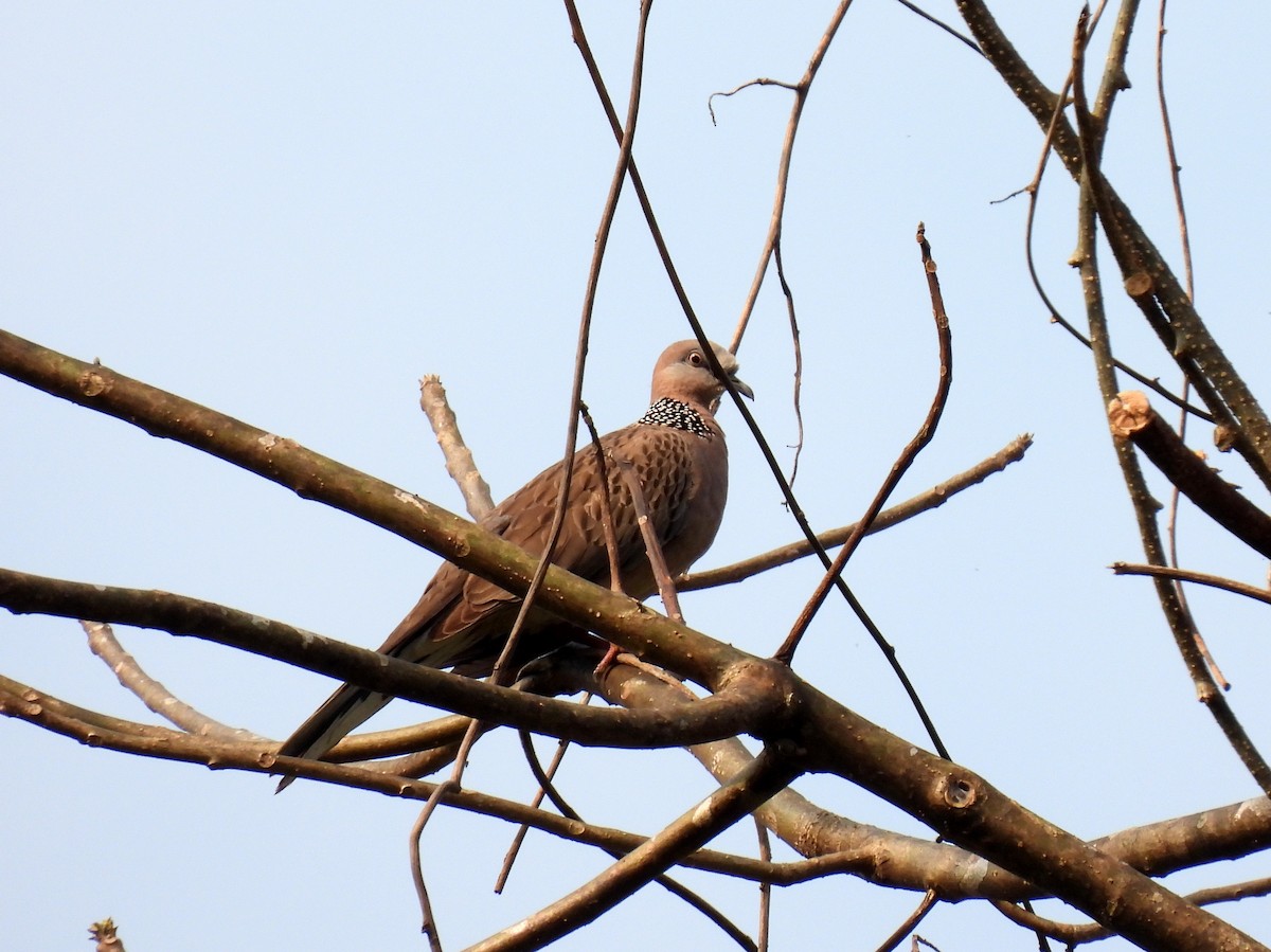 Spotted Dove - ML422961011
