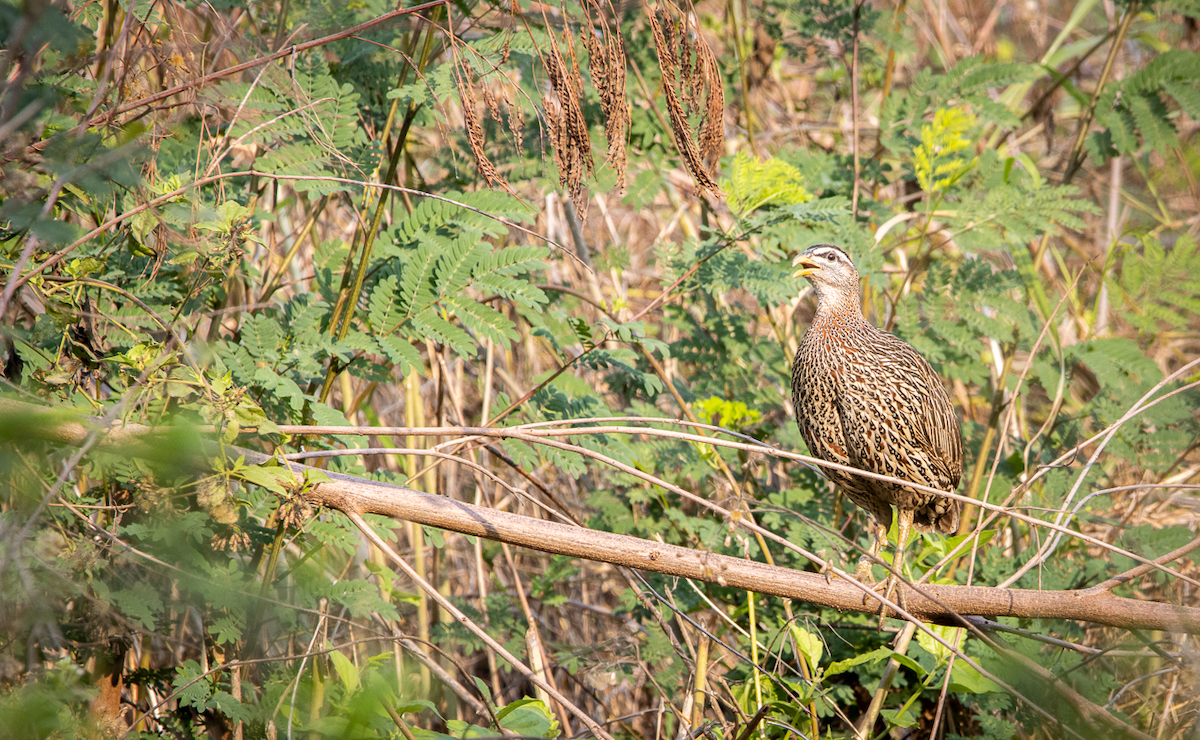 Double-spurred Spurfowl - ML422961901
