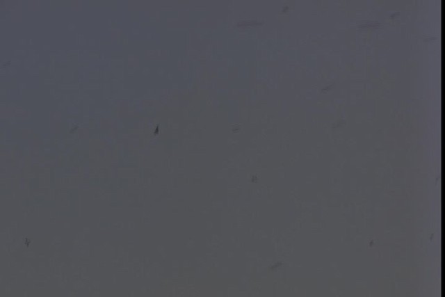 rorýs srpokřídlý (ssp. vauxi) - ML422967