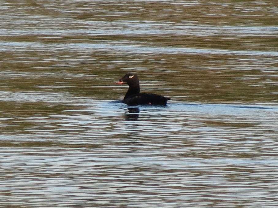 White-winged Scoter - Peter Blancher