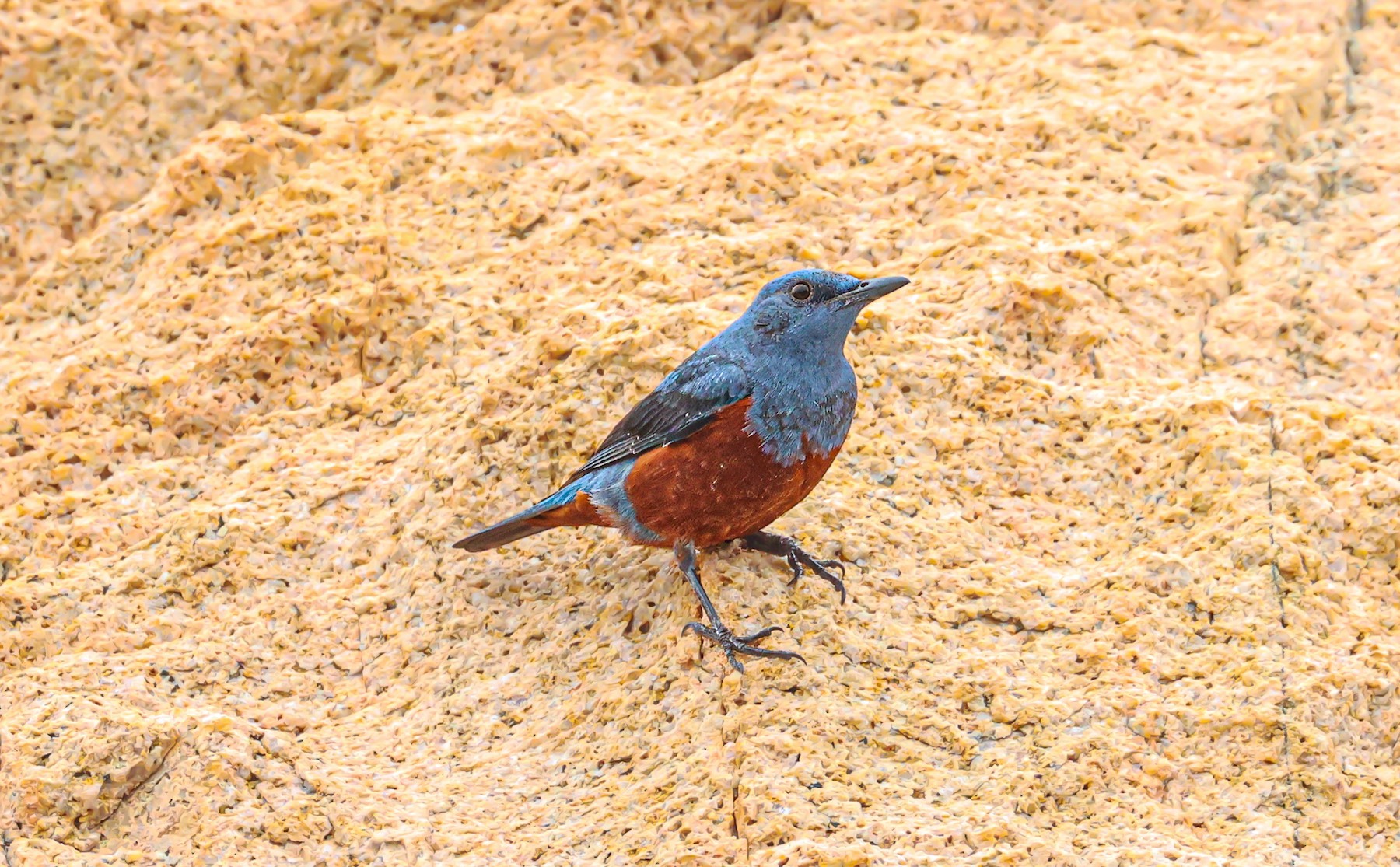 イソヒヨドリ 亜種 イソヒヨドリ Ebird
