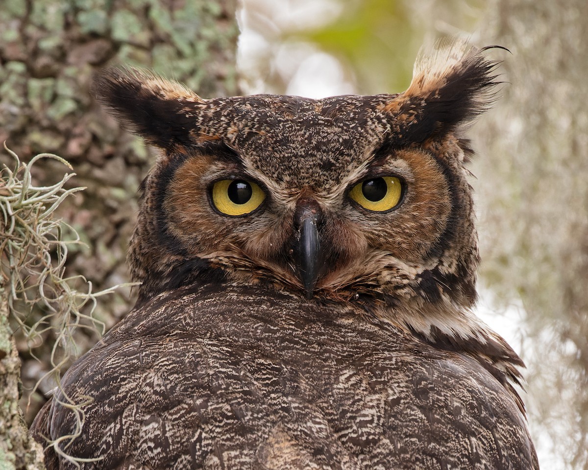 Great Horned Owl - ML422980621