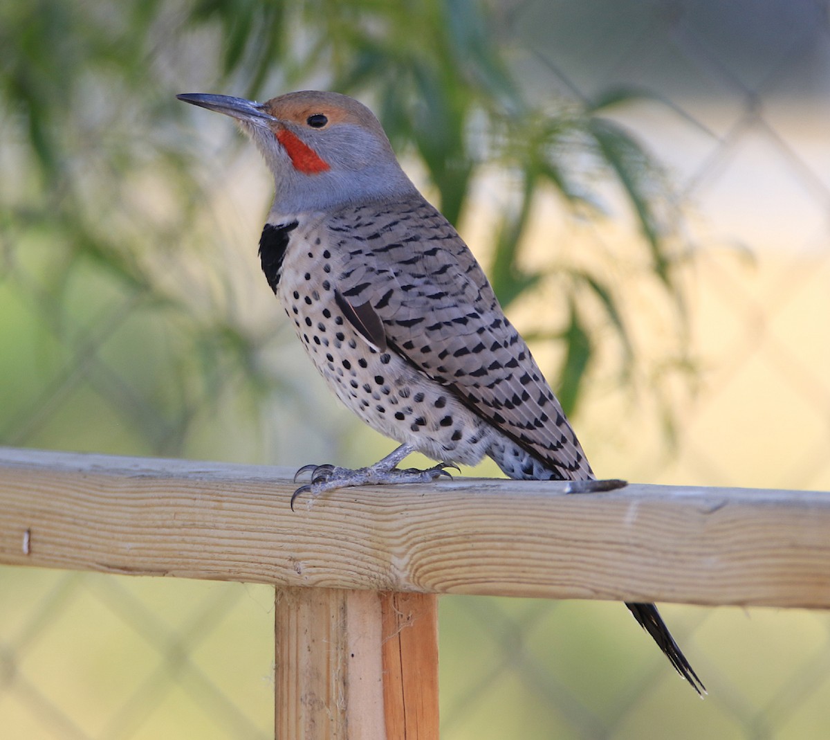 Northern Flicker (Red-shafted) - Moe Bertrand