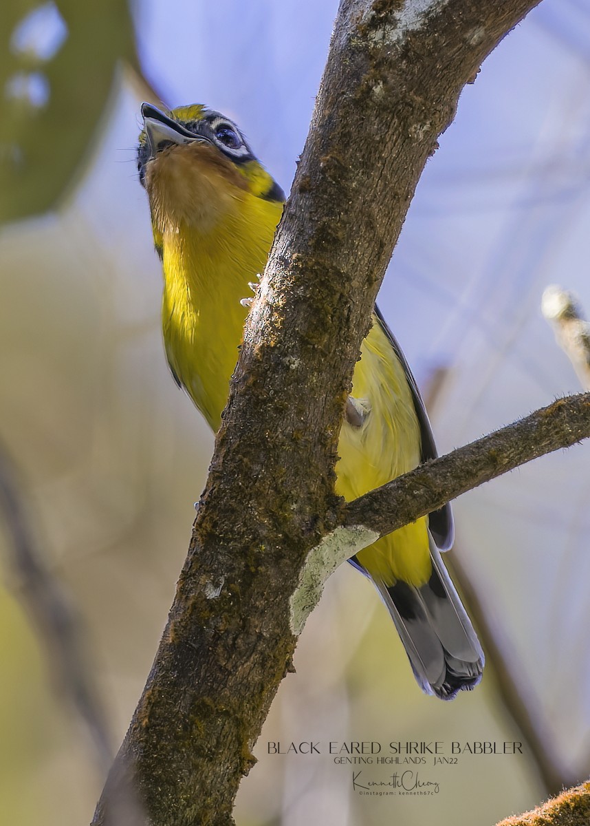 Black-eared Shrike-Babbler - ML422987831
